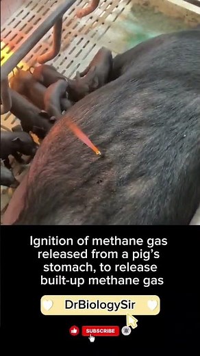 Methane Gas released from an animal stomach #Methane #StomachGas #BioGas #biology #pig