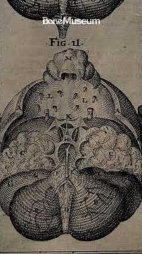 Phineas Gage: The Skull Injury That Changed Neuroscience