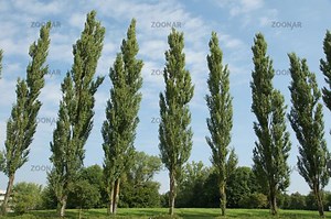 Populus sect. Aigeiros - Alchetron, The Free Social Encyclopedia