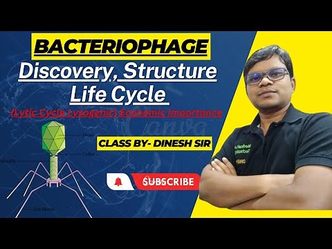 Bacteriophage | Discovery, Structure, Life Cycle (Lytic Cycle Lysogenic) of Bacteriophage