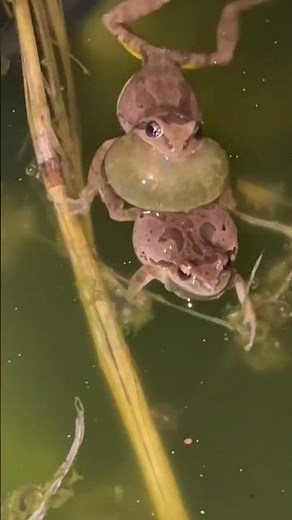 Pacific chorus frog call - frogs mating