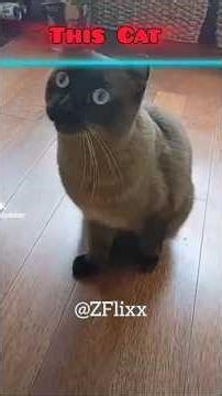 others cats while time Warp vs 💥 The Last one #shorts