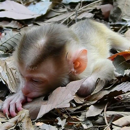 Very sad baby monkey was abandoned alone by mother