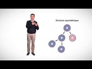 MOOC côté cours : La division asymétrique