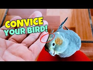 How to make your cockatiel NOT SCARED from your HANDS!