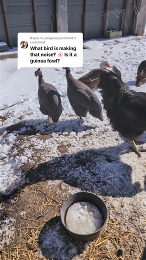 These are Guinea Fowls / Guinea Hens, they come in a few different colors, we just recently picked up some white ones and some white and gray ones, these birds are loud but my favorite! #modernhomestead #homesteading #homestead #chickens #guineafowl #chickencoop #birds # | Modern Homestead