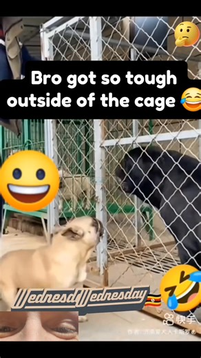 16K views · 59 reactions | Bro didn't have nothing to say in the cage, but outside, he was ready  #fyp #trending #viral #FreedomChasers #funny #comedy #lol #dog #dogs #dogsofinstagram #brave #boutit #smacktalker #fight #bark #growl #haha | Freedom Chasers | Facebook