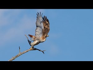Red-tailed Hawk Flight