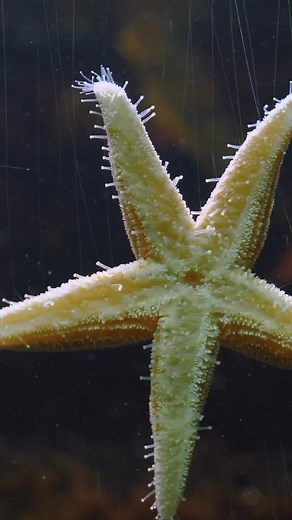 Close-Up Time Lapse of Sea Star Tube Feet Movement