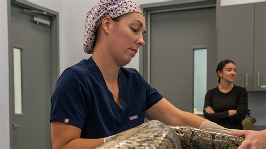 Python surgery: How a transmitter is implanted into the invasive snake