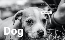 Dog and pets shelter - Website Design by Nicepage