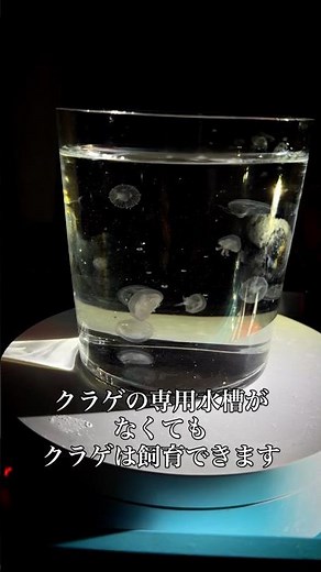 30日後、コップから奇跡を起こすクラゲ Day12