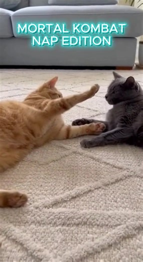 Mortal Kombat: Nap Edition #cat #funnycat #shorts #cozy