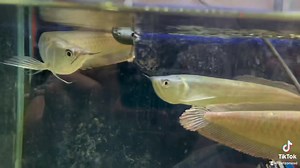 Silver Arowana (Osteoglossum bicirrhosum) This is by far the most...
