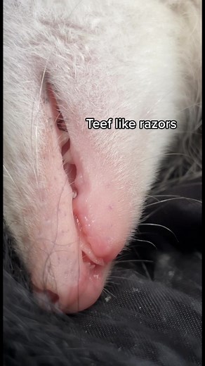 The Deadly Teef: A Look at the Opossum's Dangerous Side