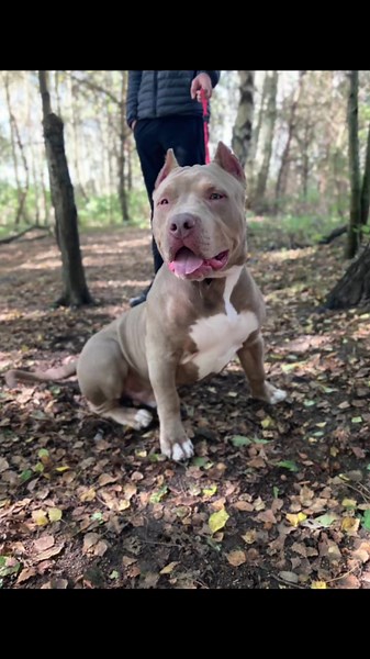 zeusxlbully1 on TikTok