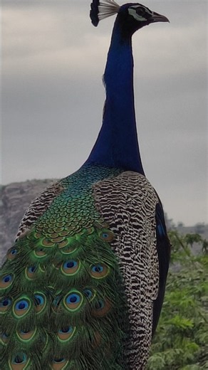 Beautiful Peacock Drawing With Colour Easy Step By Step