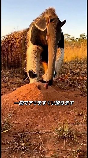 アリを一瞬で食べ尽くす動物の正体 #Shorts #動物 #オオアリクイ #アリを食べる動物 #かわいい野生動物