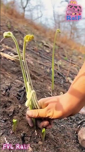 Farmers pick ferns on the hillside, commonly known as wild vegetables