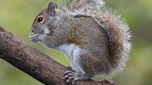 Urban Nature: ‘The Great Squirrel Mystery’