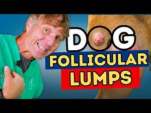 5 Easy Home Remedies for Follicular Cysts in Dogs