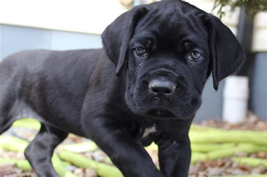 Mateo - Cane Corso Mastiff Puppy 87BA28