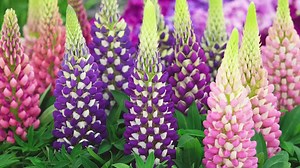 Lupine is known for its tall flower spires that reach up to 4 feet in height. Lupine is a member of the pea family and a fairly fast-growing Legume. These showstopping flowers will complement open landscapes, garden borders or areas with decorative fencing, and they can even work in containers that are deep enough for the roots to grow. Lupine can also be used in cut flower arrangements and many like it for its refreshing herbal-like smell. Hardy to USDA zones 4-8, Lupine grows best in colder cl