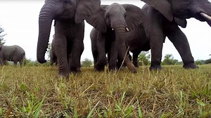 Curious elephant grabs a GoPro and sticks it up its nose