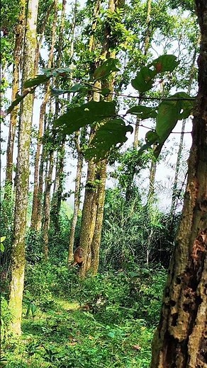 “Wild Monkeys Fighting” 🐒⚡