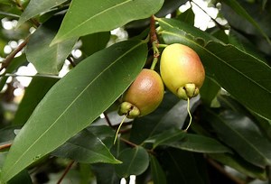 Syzygium jambos - Alchetron, The Free Social Encyclopedia