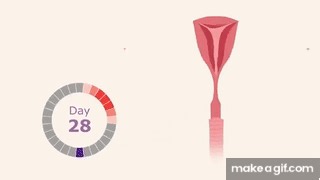 The Menstrual Cycle on Make a GIF