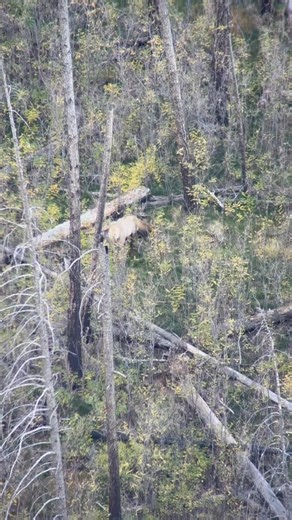 142K views · 2.1K reactions | Dropped him in his tracks. #diamondoutfitters #zerooutfitterfees #westernhunting #biggamehunting #elkhunting | Zero Outfitter Fees - A Division of Diamond Outfitters | Facebook