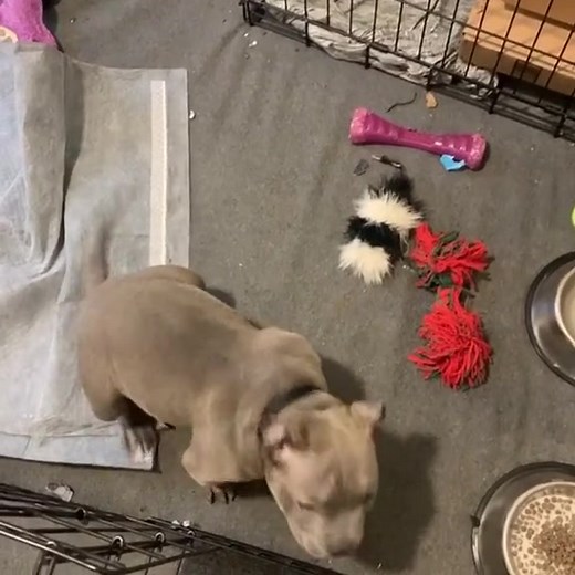 Cómo entrenar a un Bully: consejos y trucos