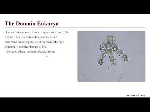 Lesson 4: Classification of Microorganisms