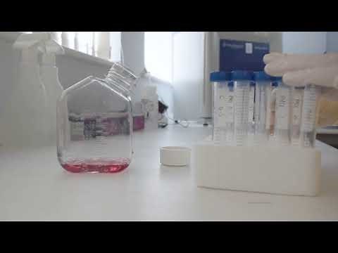 In vitro micronucleus assay
