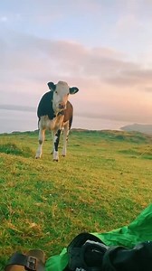 What Wild Camping looks like in Ireland🏕😍 We would usually wake up with sheep 🐑 outside of tent😂 Tag your camping 🏕 friends🤣🤣 . 📸by IG:conor_standen 👏☘️💚 #irish_daily #reelsoftheday #irish #ireland #camping #goodmorning #sunrise | Irish Daily