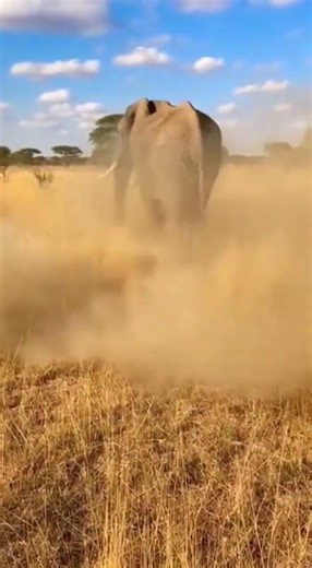 Elephant vs. Hyenas: An Epic Showdown in the Wild! #ElephantCharge #HyenaDrama