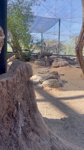 Wait for it… | Phoenix Zoo