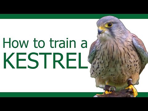 Falconry Training 101: Everything You Need to Know