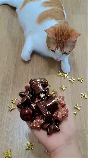 Galaxy Beads 🌌✨ & Twinkling Stars 🤩 | Dreamy Cat Motion ASMR 🐾 #shorts