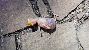 Transparent baby bird without feathers with a yellow beak, fallen out of the nest to the stone floor