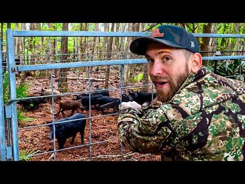 I Trapped 24 WILD HOGS... Bus Stop Hog Invasion!