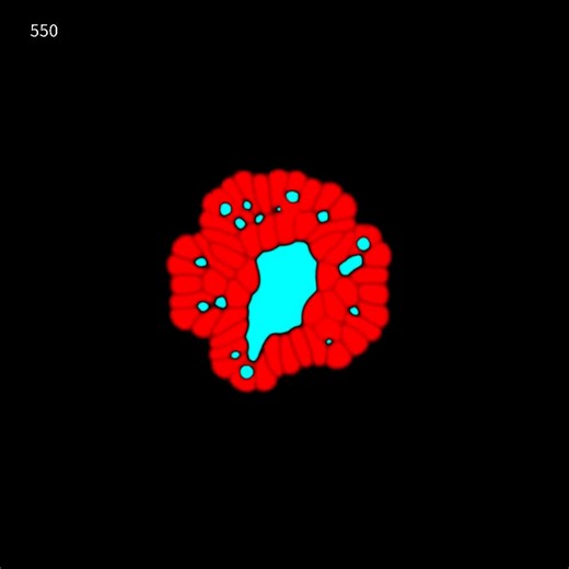 Engineering the development of the pancreas