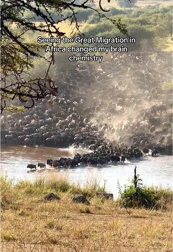 Experience the Great Migration in Serengeti, Tanzania
