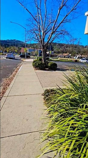 Hidden California Vibes in Alamo 🌄 #AlamoCA #CaliforniaVibes #ExploreCA #CityLife