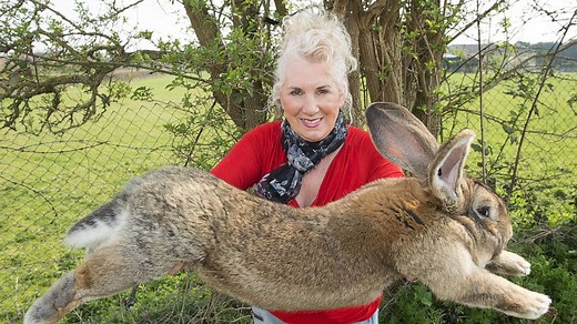 Guinness World Record's biggest rabbit stolen from home as police hunt for culprit