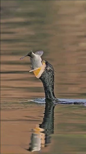 Kingfisher The Ultimate Fishing Bird Stunning Dives & Hunting Techniques