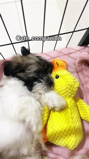 Plush Sleeping Duck Toy for Dogs - Safe & Fun