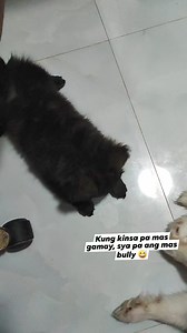 1K views · 18 reactions | Waboo and Wana 懶 #fypシ | 퓖퓮퓵 & 퓜퓲퓮퓵 | Facebook