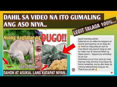 PAGTATAE NG DUGO NG ASO | SIMPLE LANG PALA ANG GAMOT..